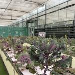 Roofing Shape a Type Roof Hydroponic Glass Greenhouse for Large Vegetable