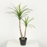 Buy cheap Black Plastic Pot Faux Potted Dracaena Plant 38 CM 50 CM 68 CM For Home Decor from wholesalers