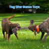 Buy cheap Indestructible Tough Rope Toys For Large Dogs 100% Cotton Teeth Cleaning from wholesalers