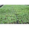 Buy cheap 1L Propagation 200 Cell HIPS Plastic Seedling Tray Greenhouse Nursery Seed Tray from wholesalers