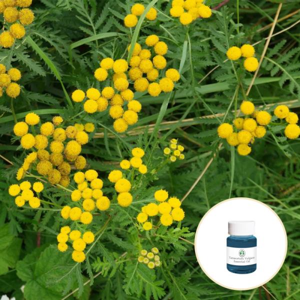 Buy cheap CAS 8016-87-3 Wholesale price Tanacetum annuum oil 100% pure natural organic blue tansy essential oil from wholesalers