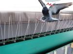 Birdbarrier Stainless Steel Bird Spikes Anti