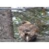 Buy cheap Bird Zoo 2mm Stainless Steel Rope Mesh Netting 7x7 from wholesalers