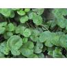 Buy cheap Gotu Kola Extract, Total triterpenes 60%,70%,80%, natural Anti-inflammatory and anti-aging, cosmetic ingredients, Hot from wholesalers