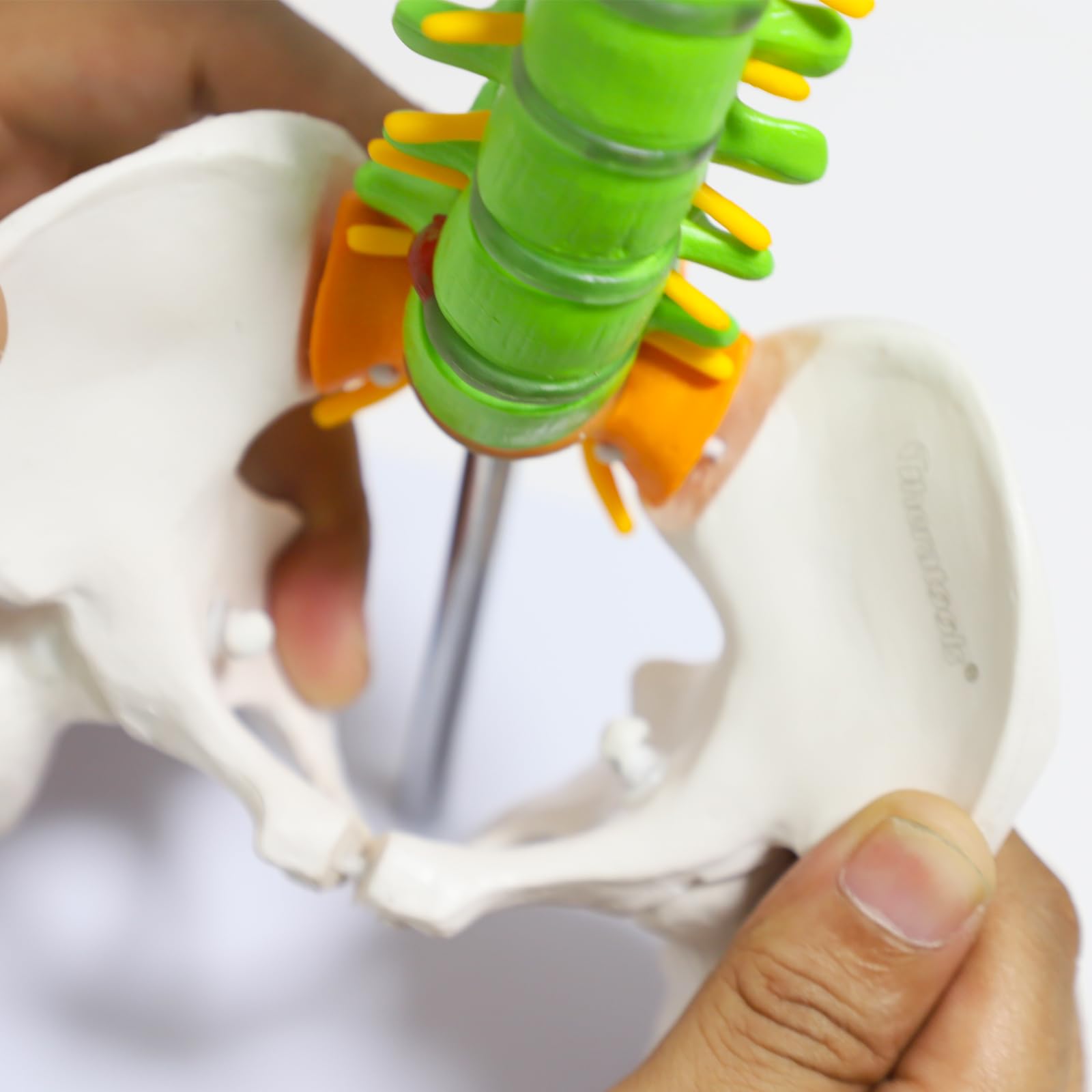 Vertebrae Nerves Arteries Pelvic Bone And Femur Anatomical Skeleton Full Size With Stand