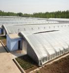 2000.000kg Juxiang's Commercial Sunlight Greenhouse for Strawberry Farming jx-sg