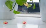 Transparent 1220*2440mm 2mm 3mm HIPS Sheet PS Plate Extruded Polystyrene