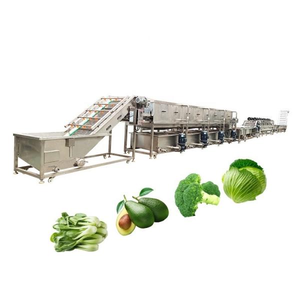 Commercial Vegetable Washing Machine And Sustainable Cleaning Restaurant Food