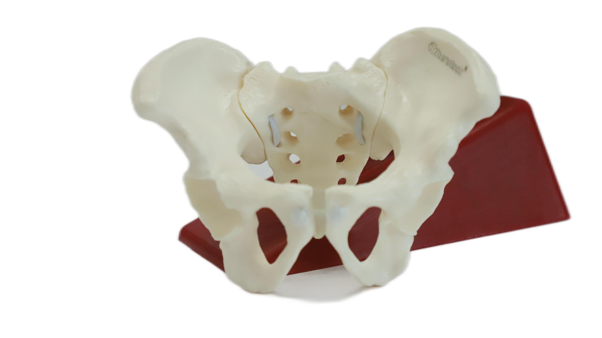 Eco-friendly PVC Hand made Medical Education Artistic Creation Design Ergonomics Physical Education Mini Female Pelvic Mode