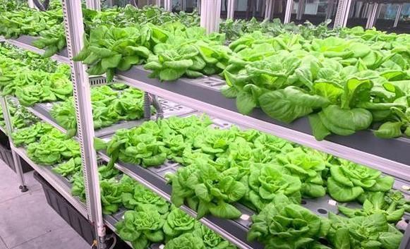 Vertical Farming Hydroponic Humidity Container Greenhouse