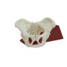 Buy cheap Eco-friendly PVC Hand made Medical Education Artistic Creation Design Ergonomics Physical Education Mini Female Pelvic Mode from wholesalers