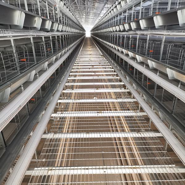 Buy cheap H Type Automatic Layer Cage System , 450cm2/Bird Q235 4 Tier Chicken Cage from wholesalers