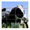 Buy cheap Powder Coated Cattle Fence for Agriculture Field Livestock Farm Hot Dipped Galvanized from wholesalers