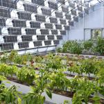 Commercial Greenhouse PE/Po Plastic Film Photovoltaic System for Sustainable