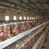 Buy cheap 160 Birds Egg Layer Chicken Cage A Type Equipments For Poultry Farms from wholesalers