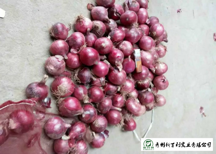 Round Shape Sweet Yellow Onion No Pesticide Residues Without Pollution