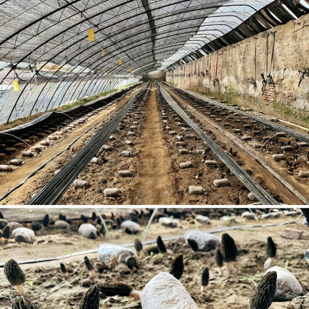 Hydroponics Sunlight Greenhiuse for Vegetable Strawberry Flower