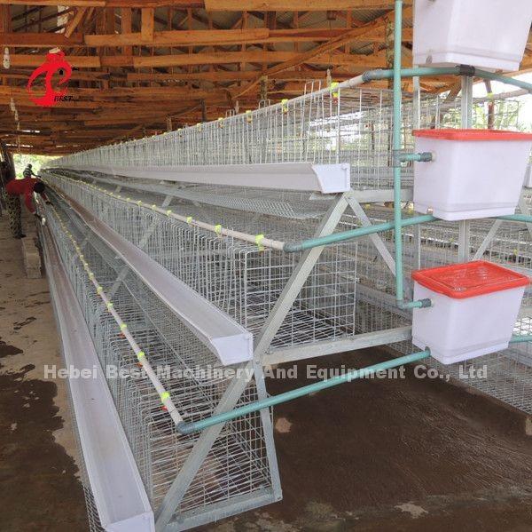 Quality 120 Birds 200 Birds Capacity Poultry Battery Cage System For Layers Broilers Chicks Star for sale