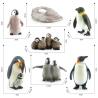 Buy cheap Penguin Life Cycle Figure Model Toy For Boys Girls Kids from wholesalers
