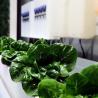 Buy cheap Versatile Commercial Greenhouse for Hydroponic Vertical Farming in Shipping Container from wholesalers