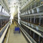 Q235 Chicken Farming Equipment , 384 Birds / Set H Type Layer Cage