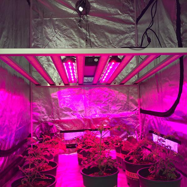 Buy cheap RedFarm 730nm 30W UVA Grow Light LED Bar UV Supplemental Grow Bar from wholesalers