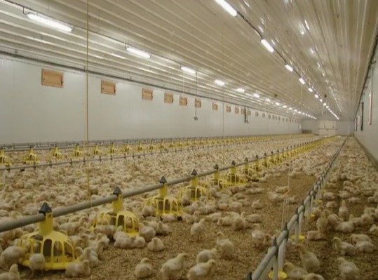 ISO Certified Prefab Poultry House Automatic Manure Removal Feeding System
