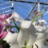 Buy cheap Double Layer Commercial Greenhouse for Intelligent Planting of Vegetables and Flowers from wholesalers