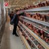 Buy cheap A Type Hen Laying Egg Chicken Cage Automatically from wholesalers