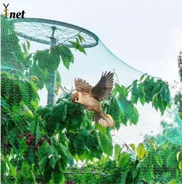 Buy cheap 7GSM Bird Proof Net Green Bird Proof Netting For Fruit Trees from wholesalers