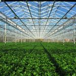 Waterproof Tempered Glass Greenhouse Heat Preservation Energy Saving Laminated