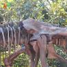 Buy cheap Weather Resistance T Rex Skeleton Replica from wholesalers