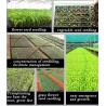 Buy cheap Seedlings plants grow plug tray plant containers for nurseries 200 cells from wholesalers