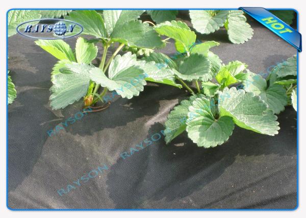 Buy cheap Seasame Dot PP Agriculture Non Woven Cover Non Woven Biodegradable from wholesalers