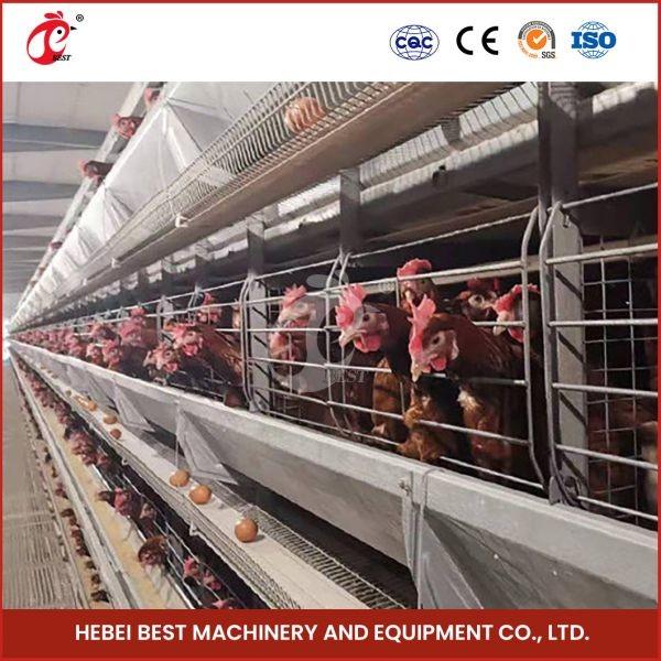 Buy cheap Plastic or Metal Feeder Trough Poultry Farming Cage System for High Rearing Efficiency Mia from wholesalers