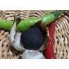 Buy cheap 5.5cm Fermented Black Garlic products from wholesalers