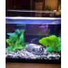 Buy cheap Betta Aquarium Air Decorations from wholesalers