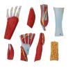 Buy cheap Life size Anotomy Didactic Research Medical School Campus Hospital Rehabilitation Treatment After Surgery Foot Ankle Model from wholesalers