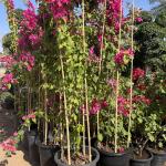250cm Raw Bamboo Poles Bamboo Stakes For Decoration Plant