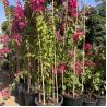 Buy cheap Dry Straight 60cm To 595cm Big Bamboo Poles Natural Color from wholesalers