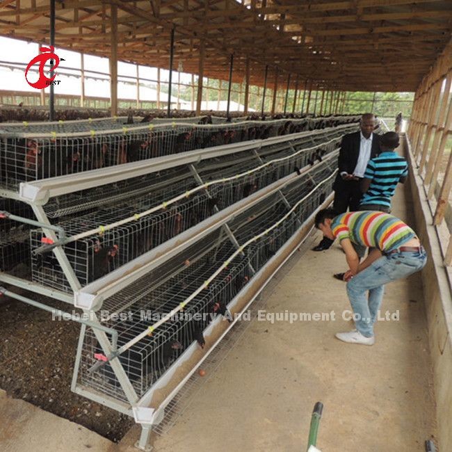 96-200 Birds Capacity White Layer Cage in Nigeria Hot Dip Galvanized Steel Star