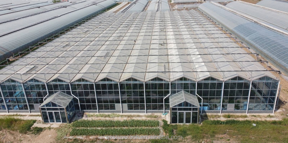 Large Agricultural Intelligent Holland Greenhouse Glass for Tomatoes Cucumber Lettuce