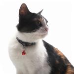 Sustainable Polyester Tactical Adjustable Pet Collars Leashes