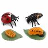 Buy cheap 4 PCS Ladybird Animal Life Cycle Insect Growth Model Figure Cake Toppers Learning Development Toys For Boys Girls Kids from wholesalers