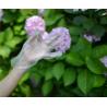 Buy cheap Transparent Cleaning 0.8g/Piece Disposable Hdpe Gloves from wholesalers
