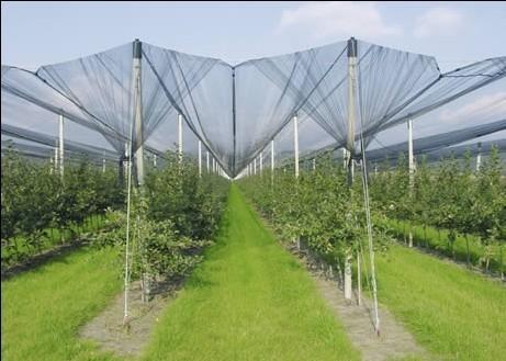 Buy cheap Agriculture Dark Green HDPE Anti Hail Nets , 10% - 20% Shade Rate from wholesalers