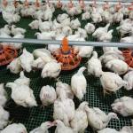14 Grill Broiler Pan Feeding Chicken Farm Equipment 50hz 60hz