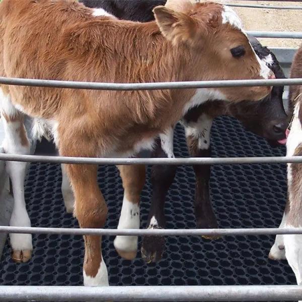 Buy cheap Drainage Mat Anti Fatigue Mat Horse Trailer Mat For Horse Trailer from wholesalers