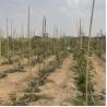 Buy cheap Colorful Raw Bamboo Canes Bamboo Poles For Garden Agriculture from wholesalers