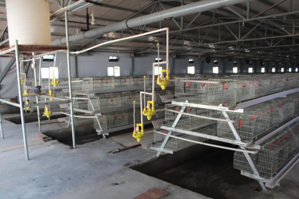 Buy cheap Farming Coop Chick Rearing Cage Animal Husbandry Equipment from wholesalers